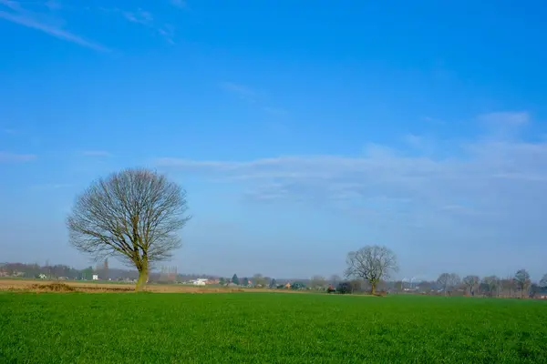 Line of big trees on the farmland — Stock Photo, Image