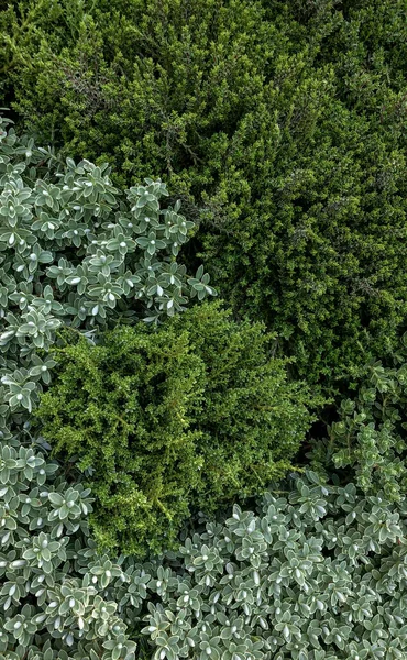 Verde de cima — Fotografia de Stock