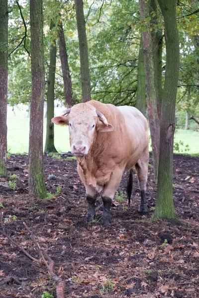 Riesige Bullenkuh weidet auf einem Feld zwischen den Bäumen — Stockfoto