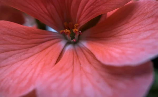 Makro zdjęcie różowych kwiatów hortensji — Zdjęcie stockowe