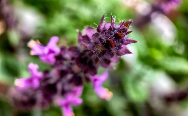 Makro zdjęcie purpurowych dzikich kwiatów — Zdjęcie stockowe