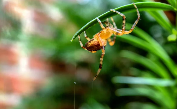 Macro foto de uma aranha caçando em sua teia — Fotografia de Stock