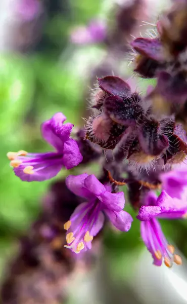 Macro foto de flores silvestres roxas — Fotografia de Stock