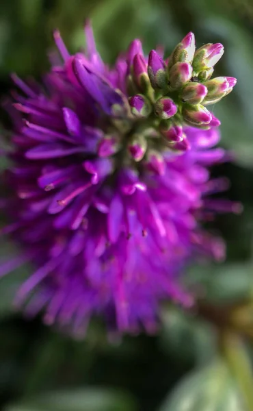 Pembe çiçek makro — Stok fotoğraf