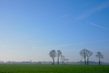 Çiftlik arazisindeki büyük ağaçlar.