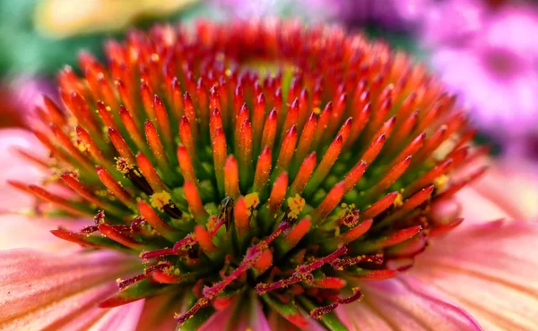 Echinacea purpurea magnus ou flor de cone — Fotografia de Stock