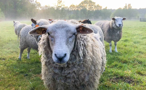 一群凝视着的羊 — 图库照片