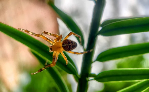 Macro foto de uma aranha caçando em sua teia — Fotografia de Stock