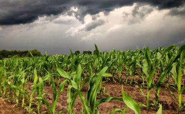 Mısır tarlalarının üzerine çöken kara fırtına gökyüzü. 