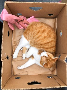 Ginger cat lies in box