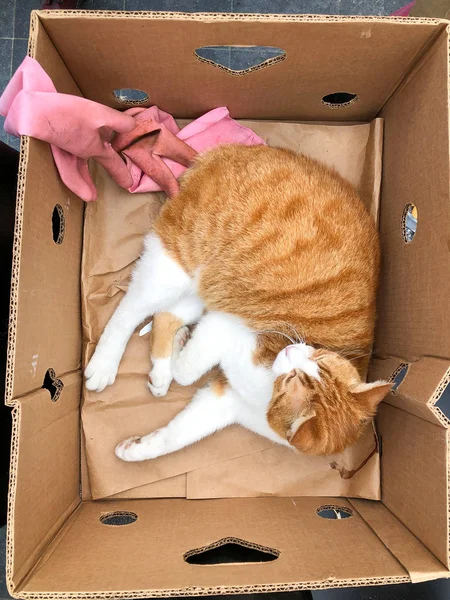 Ginger cat lies in box