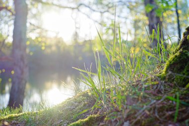 Bir gölde yansıyan orman