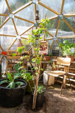 Yeşil evde yetişen kiraz bitkisi