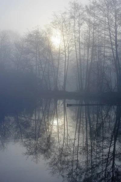 Отражение деревьев на идиллическом озере в туманный день — стоковое фото