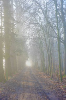 Straight diminishing countryside pathway in autumn season