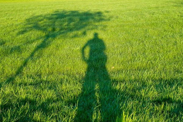 Дерево і людина, що стоїть на траві — стокове фото