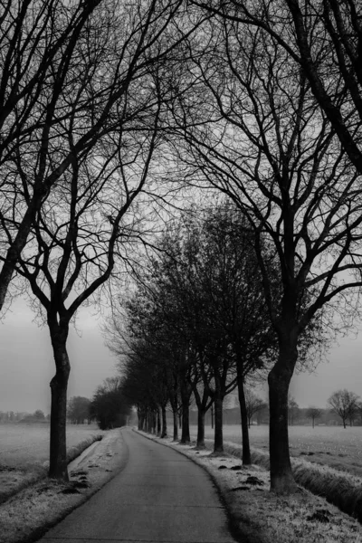 Landstraße zwischen Bäumen und Feldern — Stockfoto