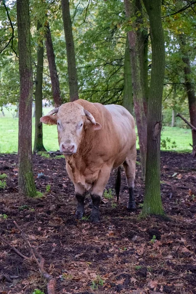 Vaca toro enorme pastando en un campo de cultivo entre los árboles — Foto de Stock