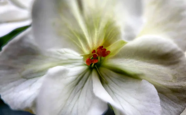 Macro photo of white hydrangea flowers