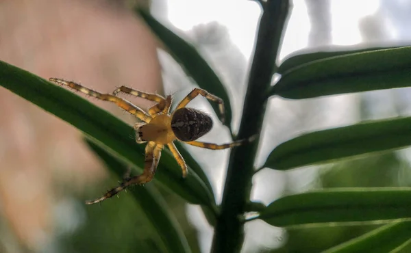 Macro foto de uma aranha caçando em sua teia — Fotografia de Stock