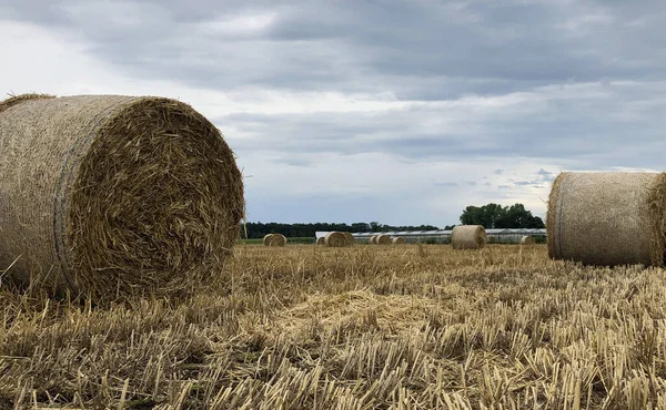 Letnia burza nadciąga nad polem siana w rejonie Kempen, Belgia — Zdjęcie stockowe