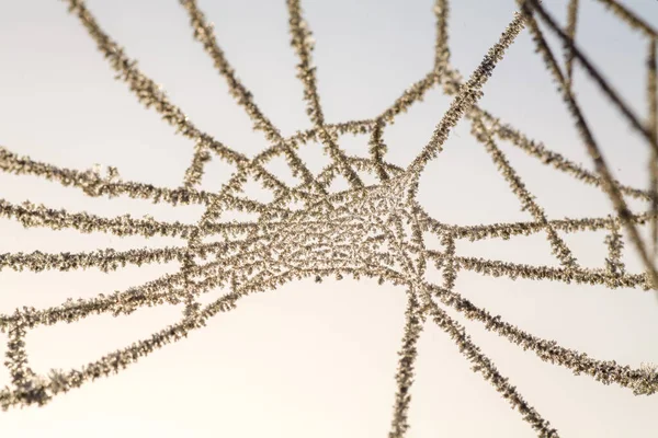 Uma teia de aranha coberta por geada gelada — Fotografia de Stock