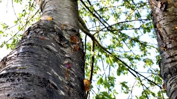 Krachtige gebroken boomschors met felgroene bladeren — Stockvideo