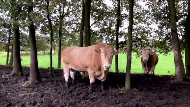 Mladý býk pasoucí se mezi stromy — Stock video