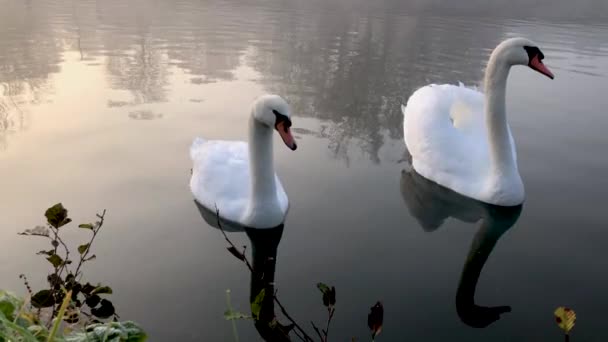 Une paire de cygnes élégants