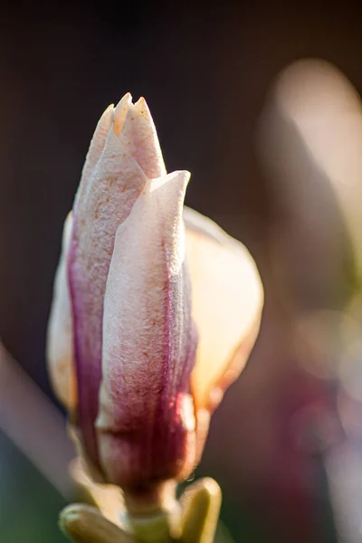 Gros plan de magnolia fleuri Plante en fleurs — Photo