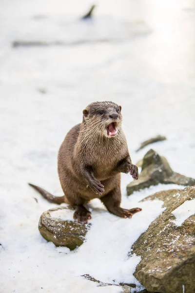 European otter, or Lutra lutra, in the snow — Stock Photo, Image