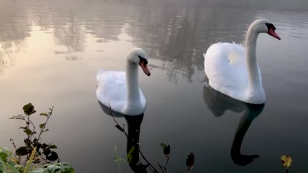 Une paire de cygnes élégants