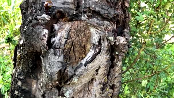 Сильная сломанная кора дерева с ярко-зелеными листьями — стоковое видео