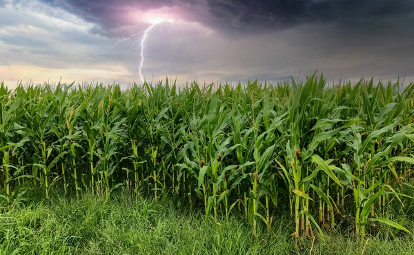 Mısır tarlalarının üzerinde karanlık gök gürültülü gök gürültülü ve şimşekler çakıyor. 