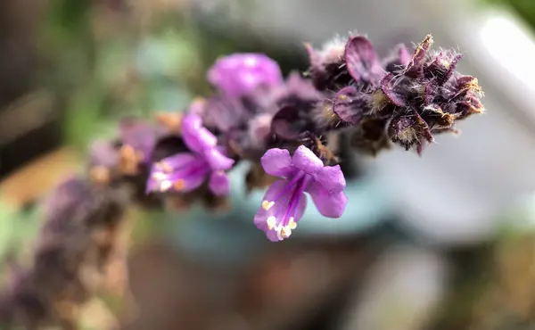 Macro photo of purple wild flowers — Stock Photo, Image