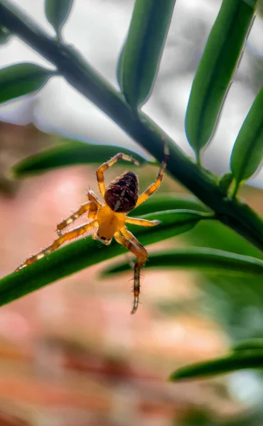 Macro foto de uma aranha caçando em sua teia — Fotografia de Stock