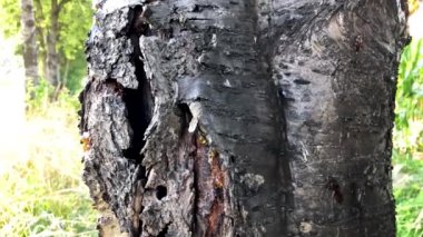 Güçlü kırık ağaç kabuğu ve parlak yeşil yapraklar.