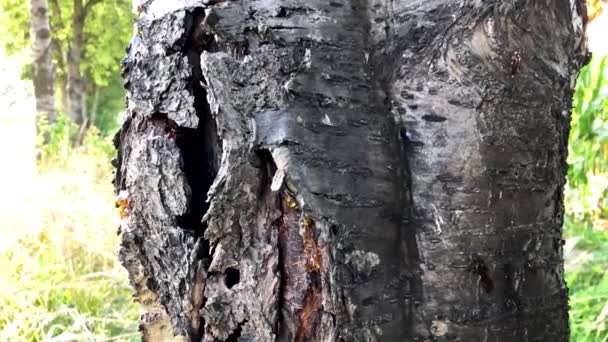 Puissante écorce d'arbre cassée aux feuilles vert vif