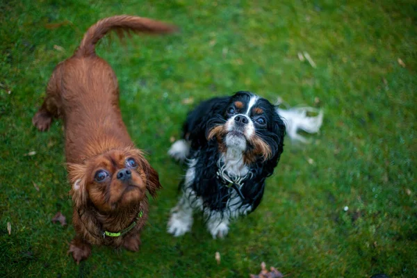 Dva kavalíři King Charles Spaniel psi — Stock fotografie