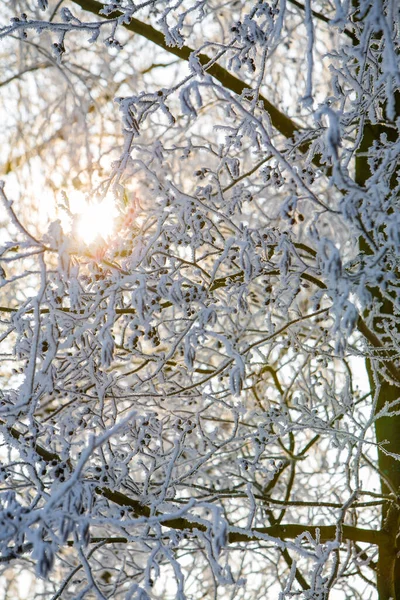 Low angle view of treetops of snow-covered bare trees in forest in winter. — Stock Photo, Image