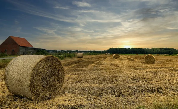 Drámai naplemente ég felett szénamező Kempen területen, Belgium — Stock Fotó