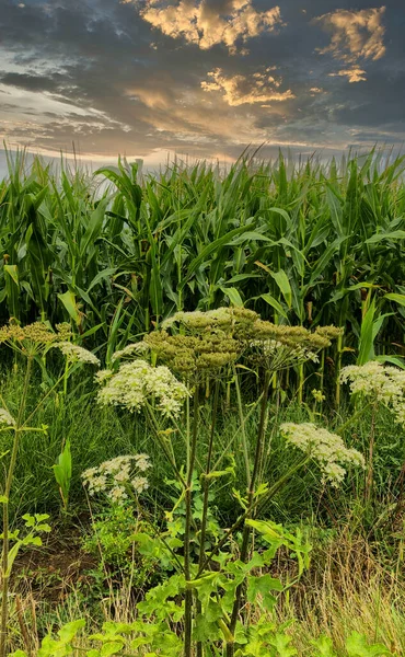 Dramatis matahari terbenam menjulang di atas ladang jagung. — Stok Foto