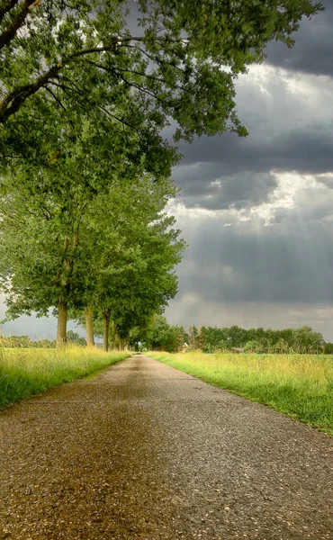 Un sentier avec herbe et arbres — Photo