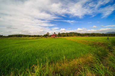 Alor Star, Kedah Malezya 'da geleneksel Malezya evi ve günbatımı ile birlikte dağın arka planında güzel bir pirinç tarlası