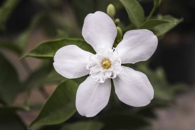 Arkadaki güzel beyaz çiçek, kapat.