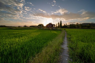 Alor Star, Kedah Malezya 'da geleneksel Malezya evi ve günbatımı ile birlikte dağın arka planında güzel bir pirinç tarlası