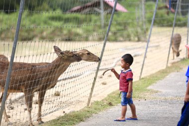 Batık, Kedah Malezya - Aralık 2019 Uum geyik çiftliğinde yabani geyik besleyen çocuk. Çocuklar safari parkında hayvanları besliyor.. 