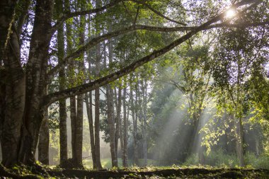 Parktaki ağaçların arkasındaki ışık ışınları.