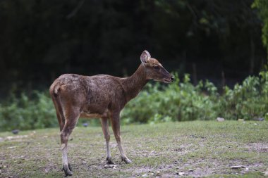 Geyik sürüsü geyik sürüsü. Genç geyik doğa portresi. Geyik geyiği portresi