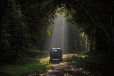 Batık, Kedah Malezya - 12 Kasım 2019: Arabayla ormanda güneş ışını, arabayla yeşil ormanda ışık ışını